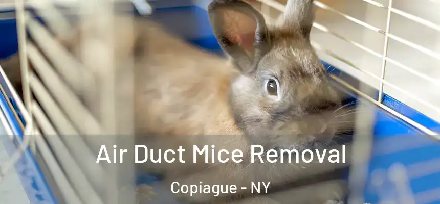  Air Duct Mice Removal Copiague - NY