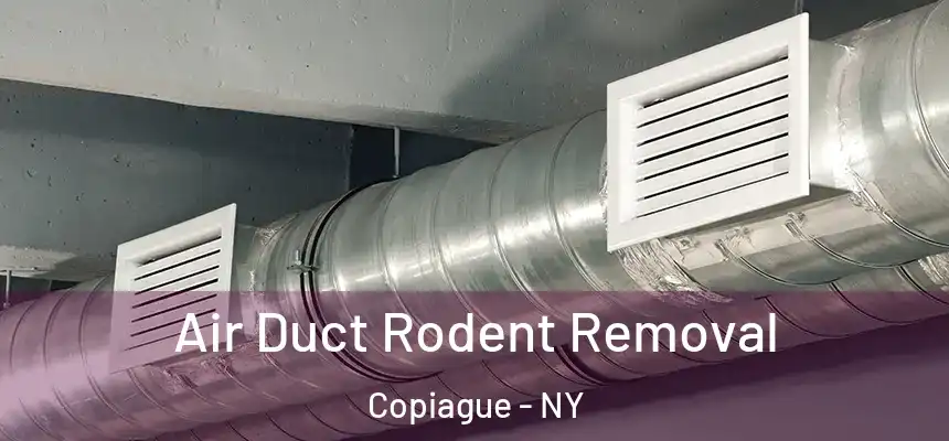  Air Duct Rodent Removal Copiague - NY